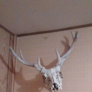 Meet your Posher, Thomas